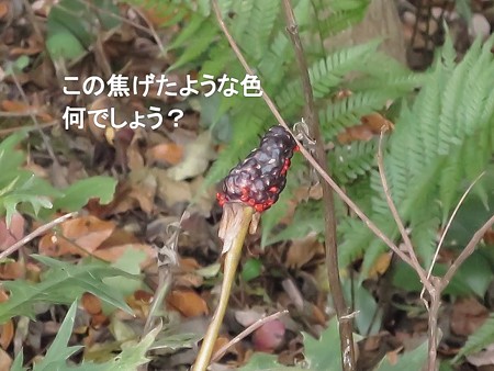 紅葉の終わり_黒猫チャンプ31