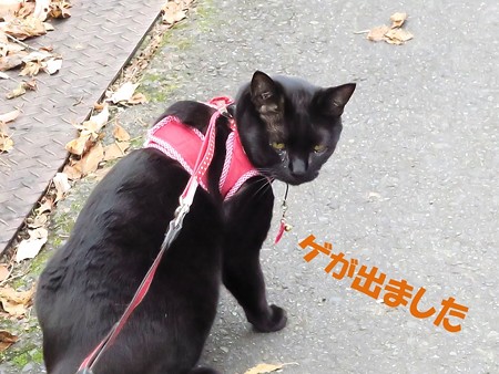 紅葉の終わり_黒猫チャンプ33