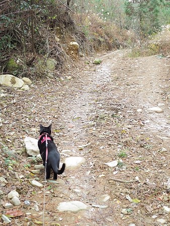 紅葉の終わり_黒猫チャンプ34