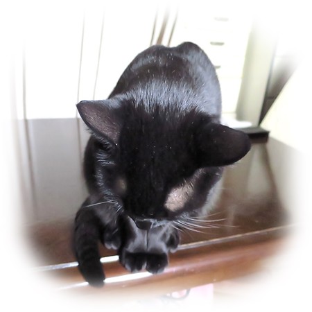 黒猫チャンプ1