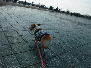 2010_0124みなと公園0005