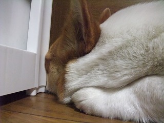 2010_0320雨の音に!!0018