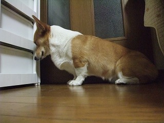 2010_0320雨の音に!!0013