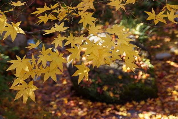 黄葉彩る小川!20141115
