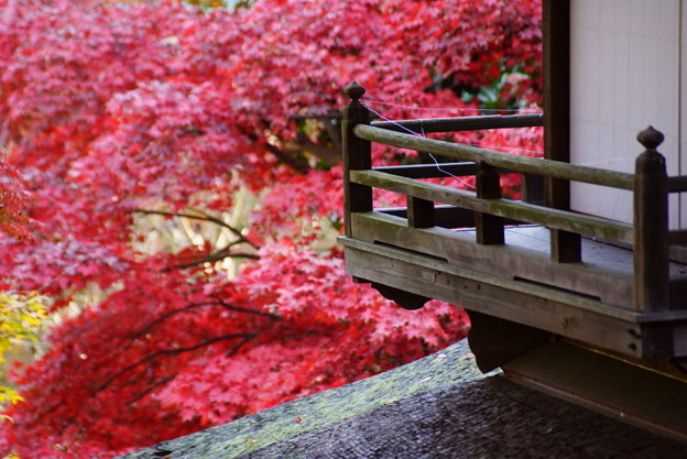 月華殿と紅葉2014