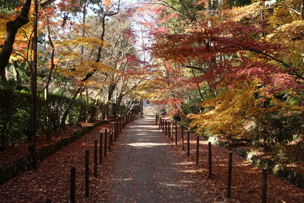 紅葉の参道、光明寺2014b