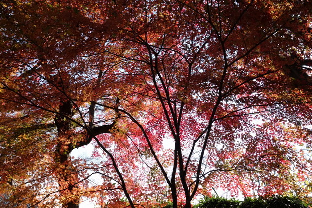 紅葉のトンネルの屋根2014