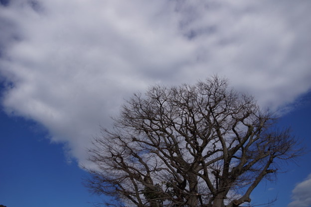 冬木立と白い雲201501
