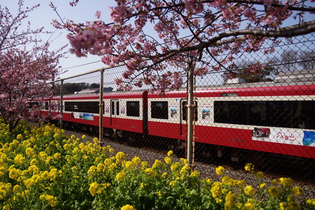 菜の花と赤い電車2015d