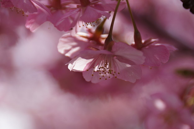 河津桜咲く2015a