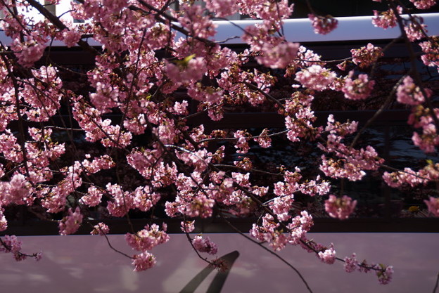 河津桜とバス2015c