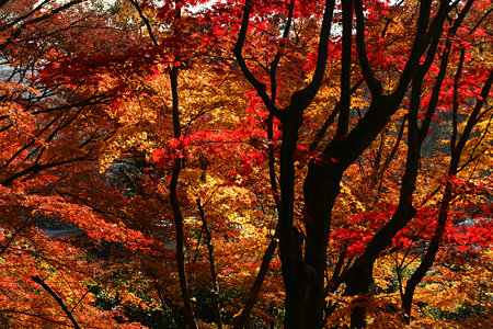 紅葉満喫の光明寺!(091130)