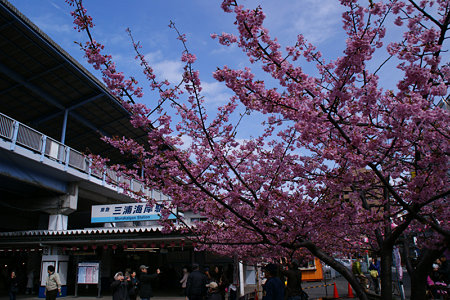 三浦海岸の河津桜祭り!(100214)
