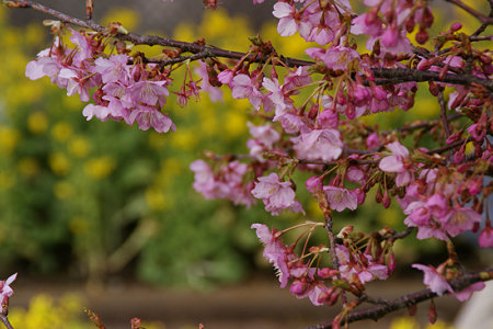 菜の花と河津桜!(100214)