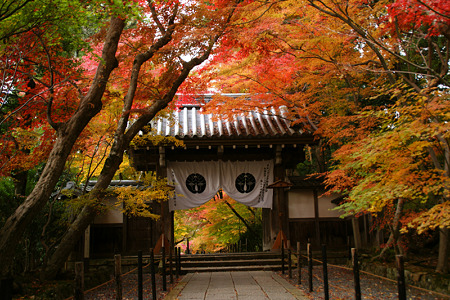 紅葉の山門!(101124)