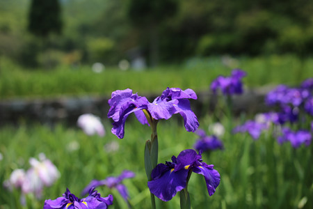 播州山崎花菖蒲園 - 04