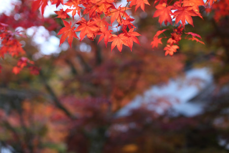 永源寺 - 012