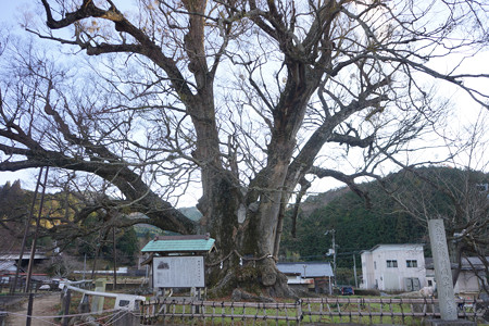 野間の大けやき - 1