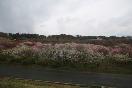 いなべ農業公園 (4)