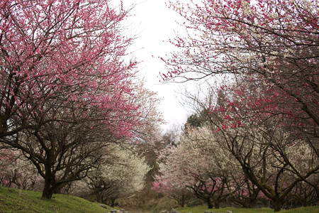 いなべ農業公園 (7)