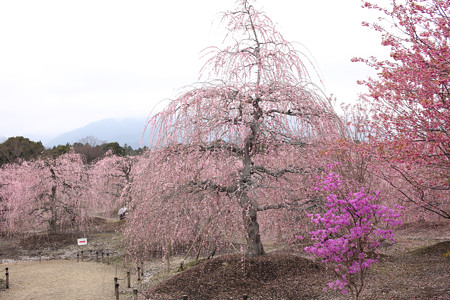 鈴鹿の森庭園 (4)