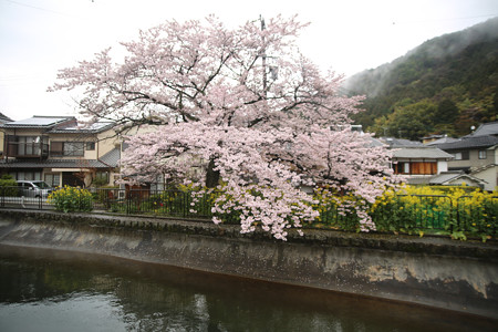 山科疎水 (2)