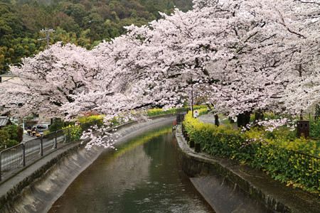 山科疎水 (3)