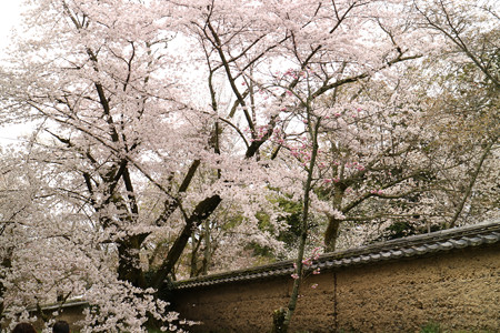醍醐寺 (1)