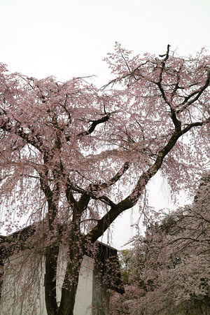 醍醐寺