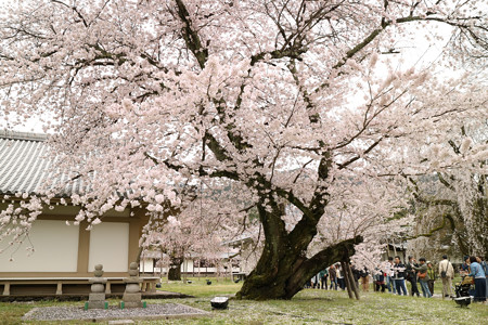 醍醐寺 (3)