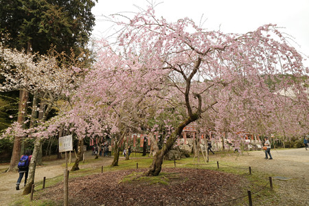 醍醐寺 (12)