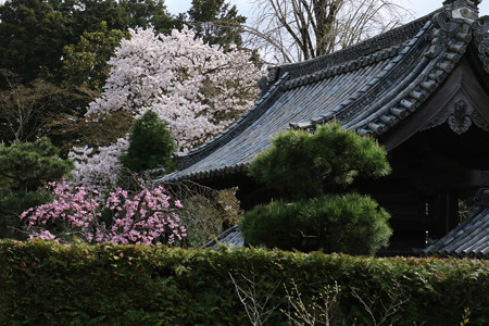 随心院