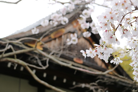 勧修寺 (5)