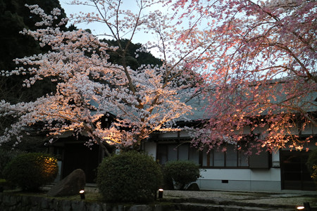 三井寺（園城寺） (3)