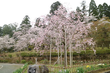 花筐公園 (1)