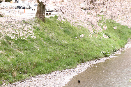 吉野瀬川の桜 (6)
