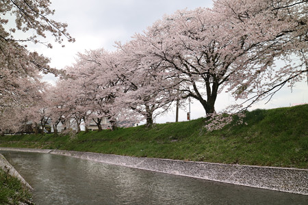 吉野瀬川の桜 (7)