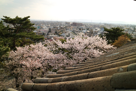 丸岡城 (5)