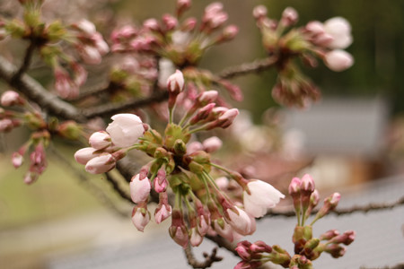駒つなぎの桜 (1)