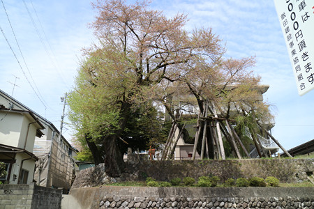 飯田城桜丸・夫婦桜
