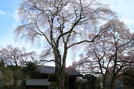 蔵澤寺 (2)