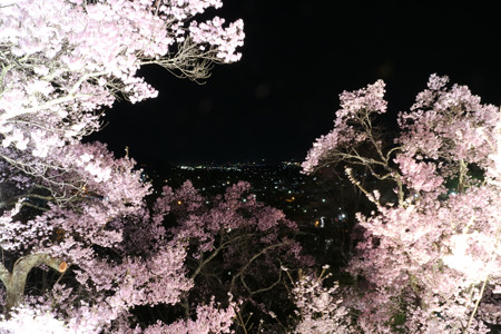 高遠城址公園 (2)