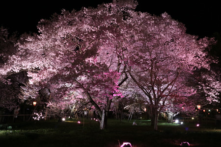 高遠城址公園 (10)
