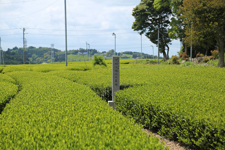 諏訪原城 (3)