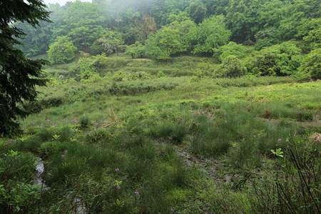 妙高山のクリンソウ (4)
