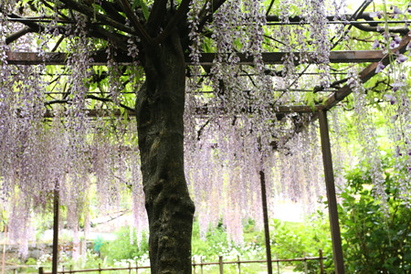 白毫寺 (3)