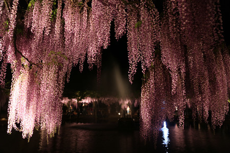 白井大町藤公園 (10)