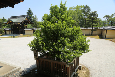 大覚寺 (10)