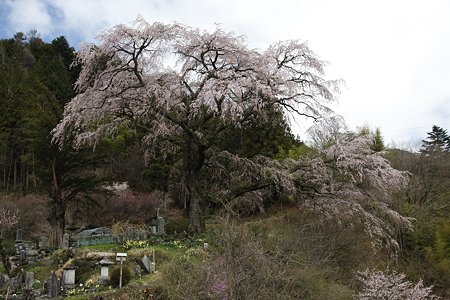黒船桜 - 02