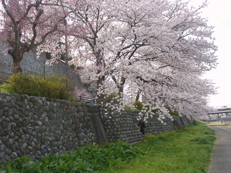 11、寺町～犀川の桜